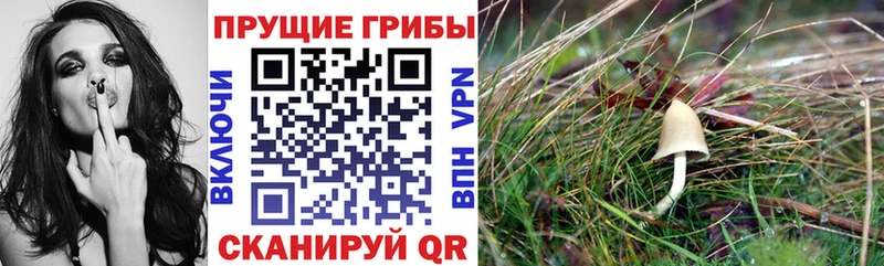Псилоцибиновые грибы Magic Shrooms  Княгинино 